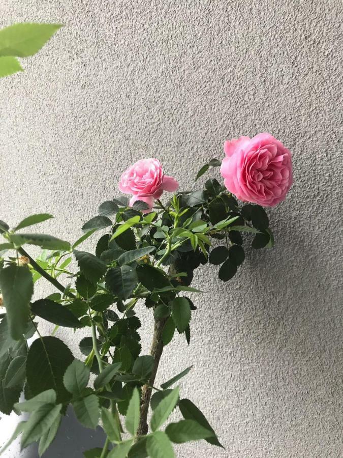 Apartament Lucky Pruszcz Gdanski Bagian luar foto